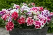 Summer Bedding Plant Collection - 24 or 48 Plants - Image 3