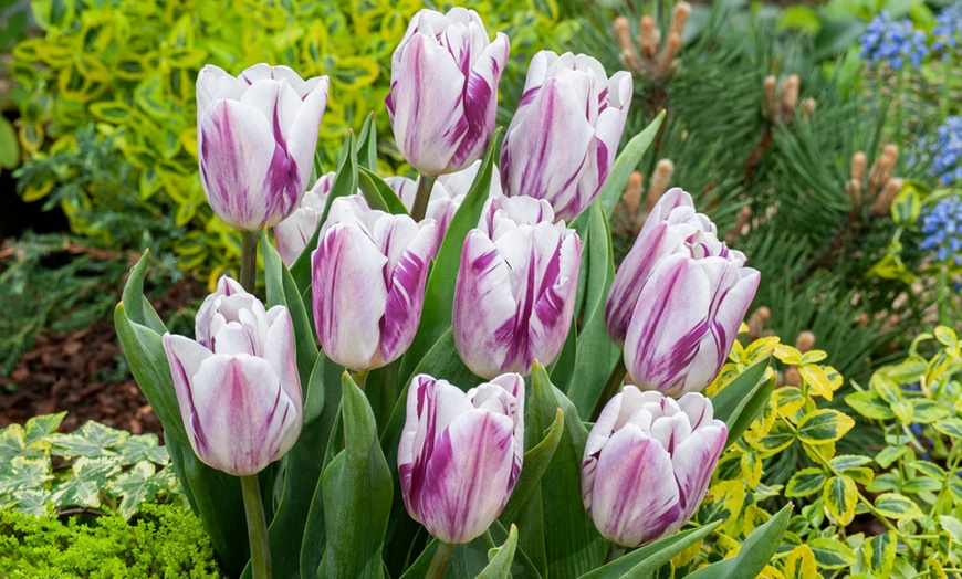 Image 8: Lot de 40 bulbes de tulipes exclusives