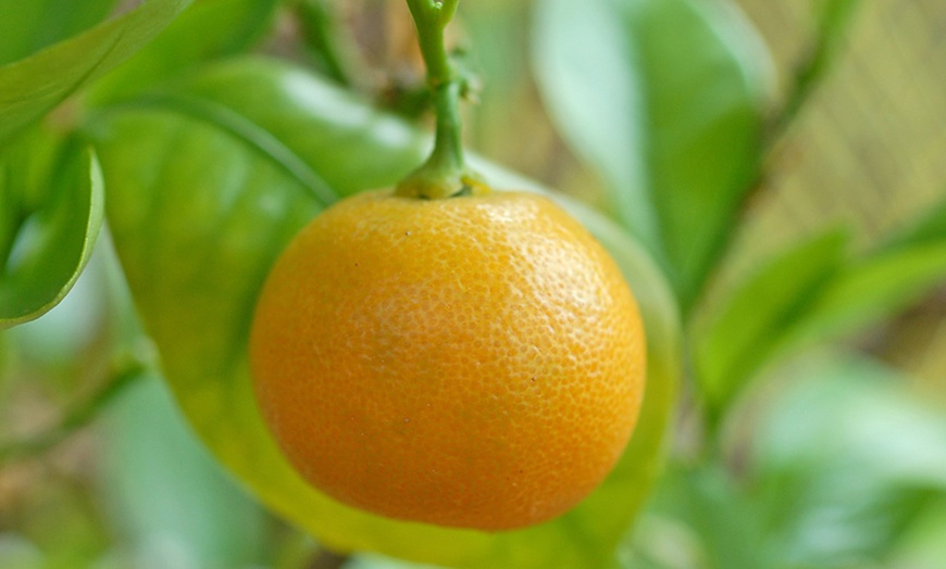 Image 7: Potted Citrus Fruit Plant