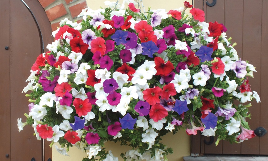 Image 13: Garden Hanging Basket Collection