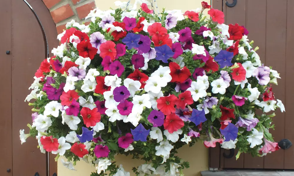 Garden Hanging Basket Collection