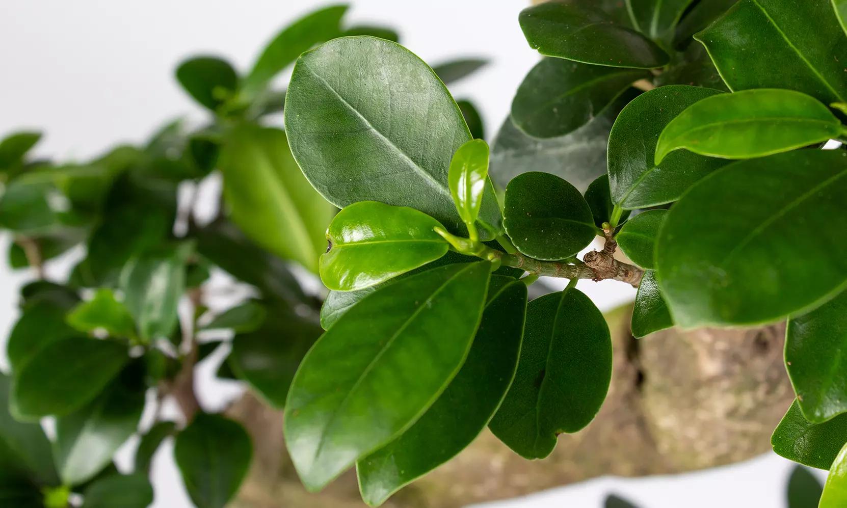 1x oder 2x Bonsai Ficus Ginseng optional mit Pflanztopf - Second Medium