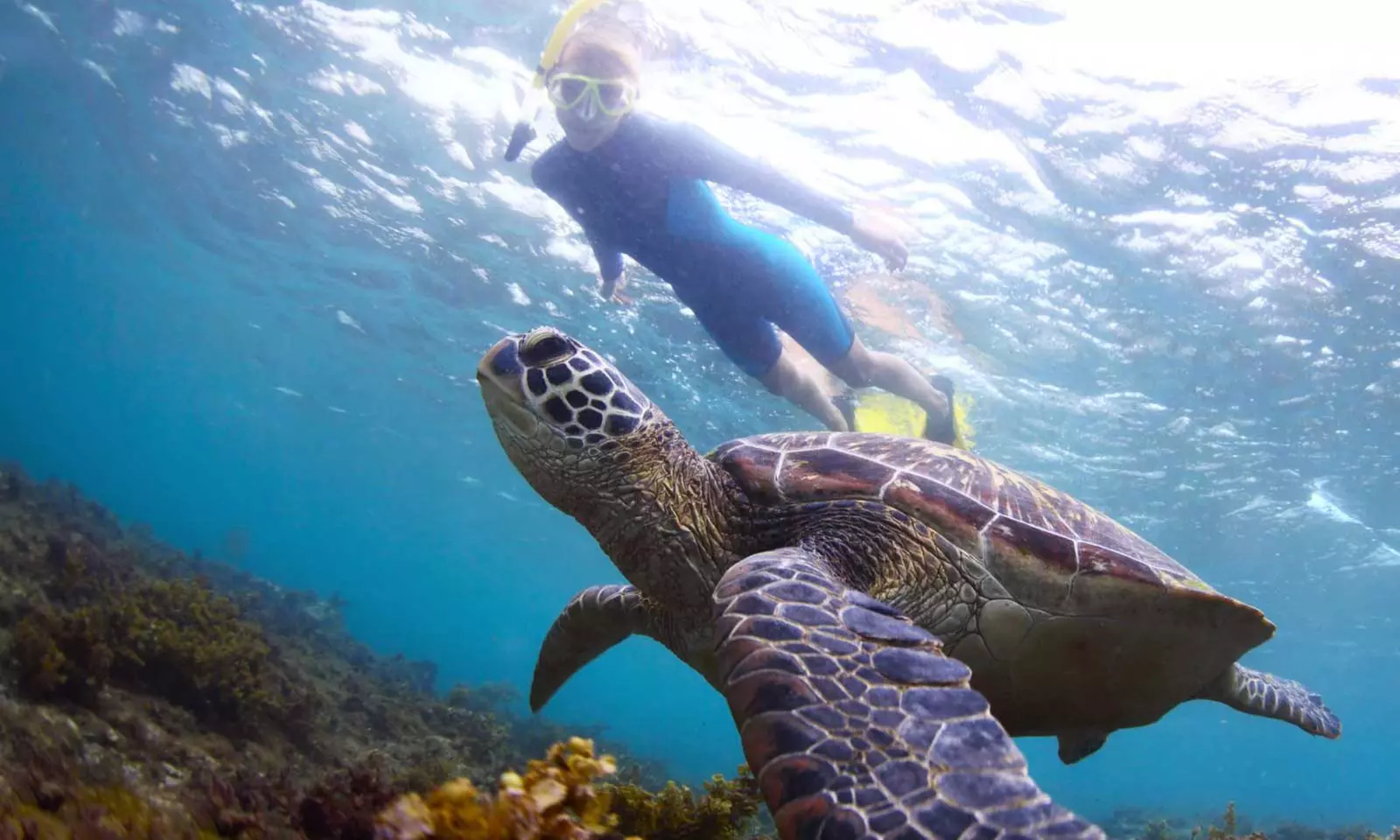 Dive In: Snorkel with Turtles Tour in Oahu’s Pristine Waters
