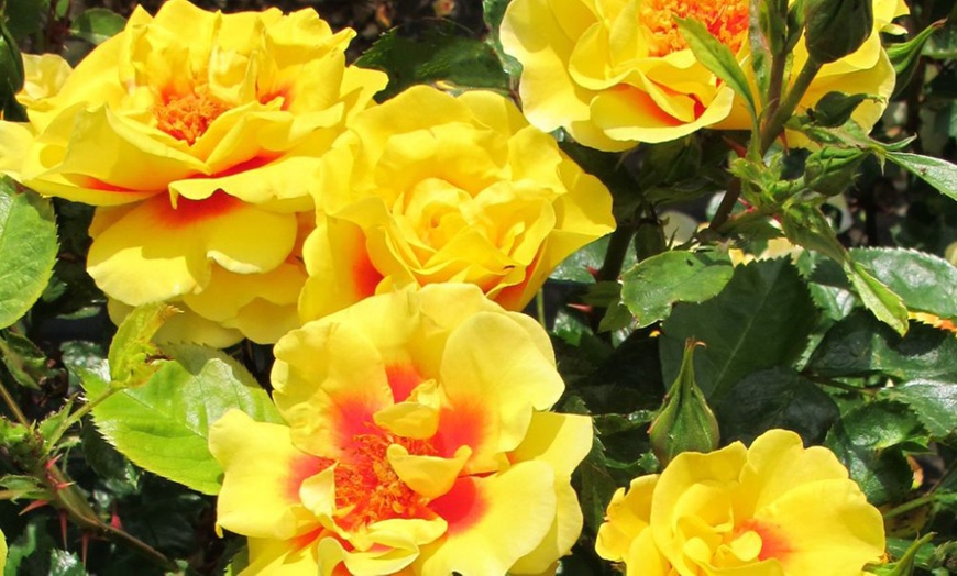 Image 9: Upto 6 Scented Climbing Rose Collection