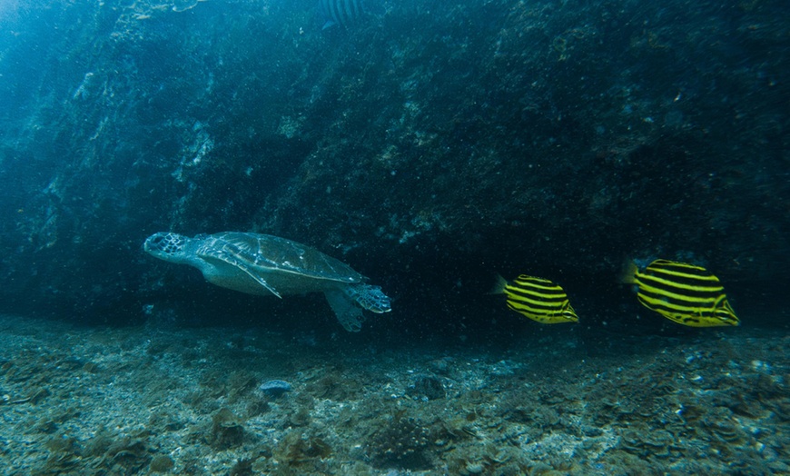 Image 3: Dive into Fun: 4-Hour Snorkelling and Island Adventure for 1, 2 or 4