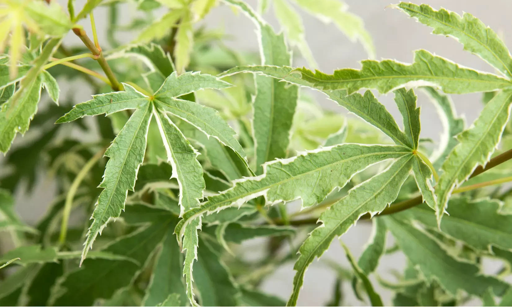 Set de 4 érables du Japon