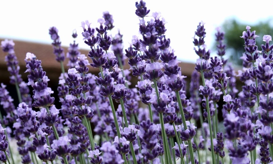 Image 4: Plantas de lavanda