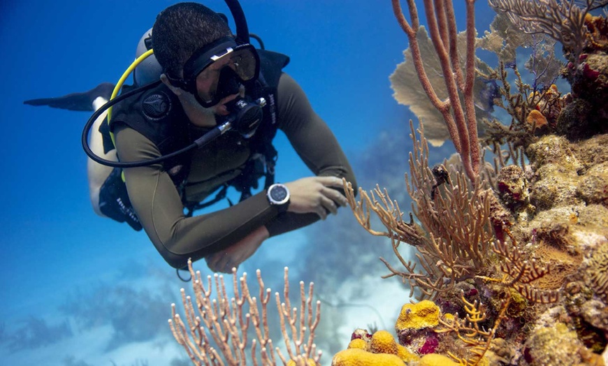 Image 6: Thrilling Underwater Adventure at Bare Island 2-3 Hours Scuba Dive