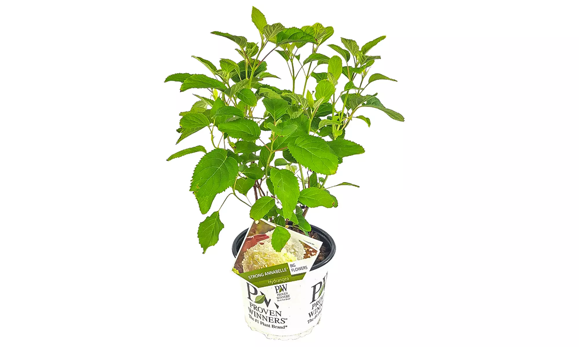 1x, 2x oder 4x Hortensie Strong Annabelle