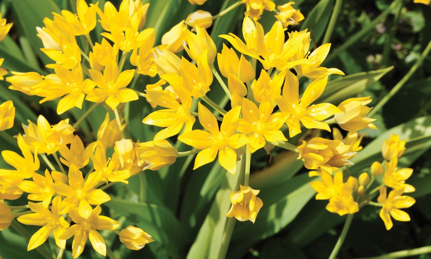 Image 2: Spring Flowering Bulb Bonanza Collection - Up to 200 Bulbs