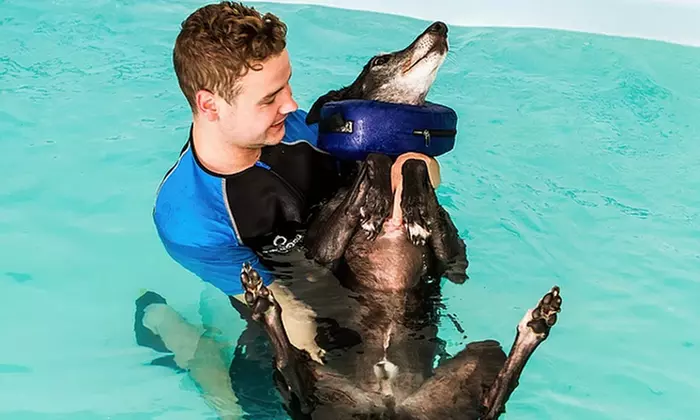 Doggy Fun Swim at K9 Swim