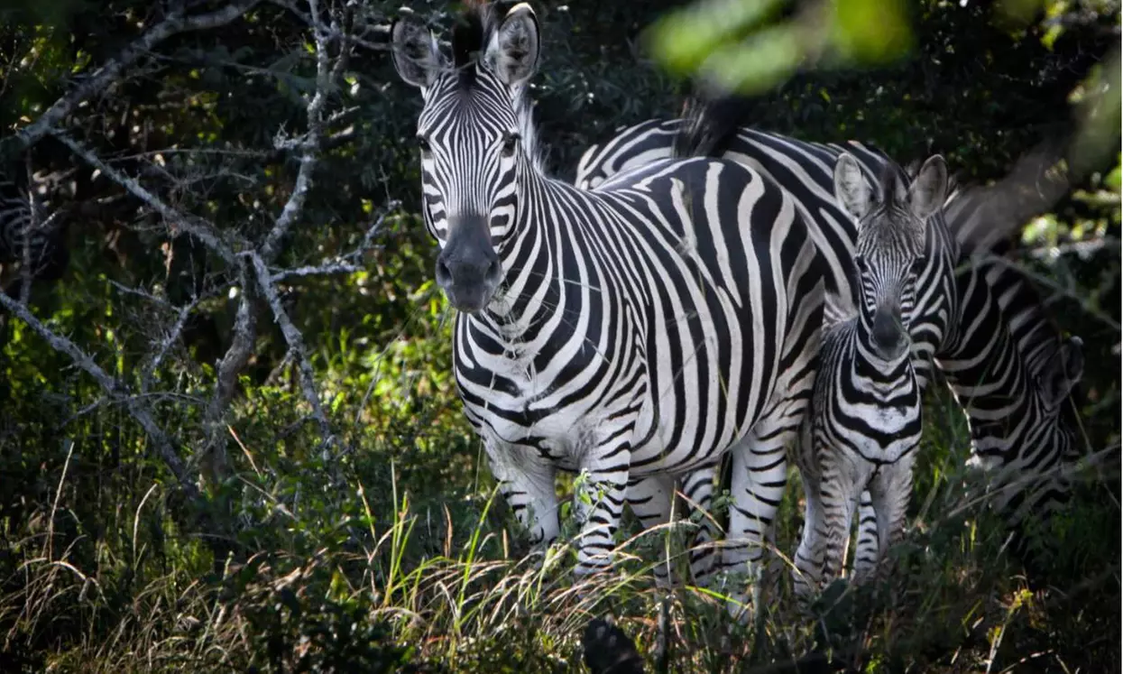 South Africa: Up to 7-Night Experience