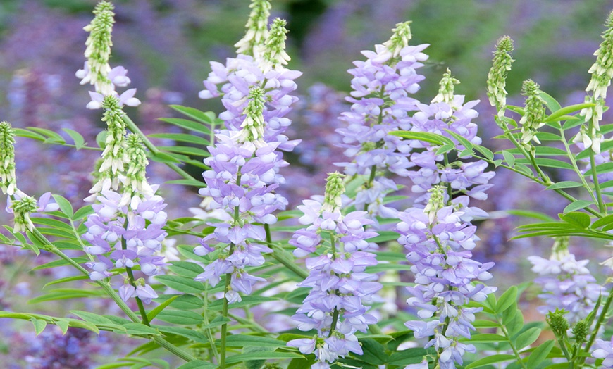 Image 2: French Lilac 'Galega Officinalis' - 3 or 5 Potted Plants 