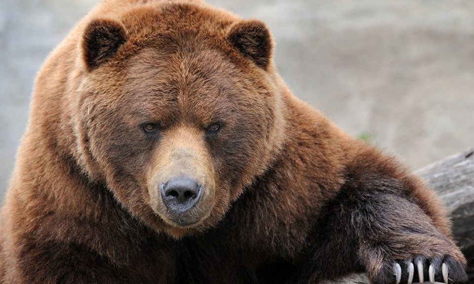 Alaska Bear Watching Guided Tour for Two at Alaskan Destinations