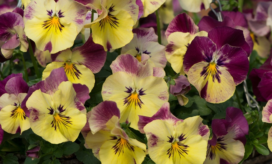 Image 1: Pansy Cool Wave Strawberry Swirl