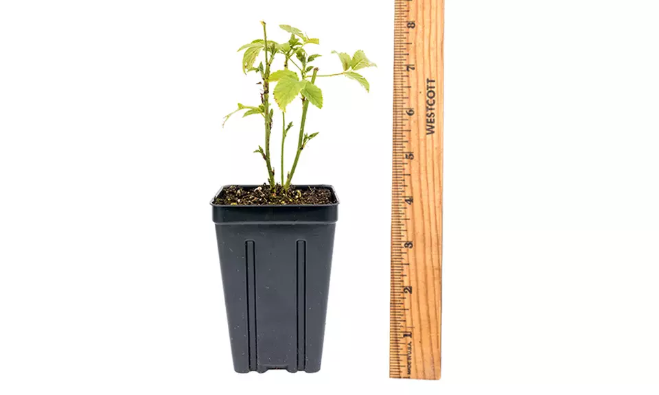 Blackberry Polar Berry Plant - Second Medium