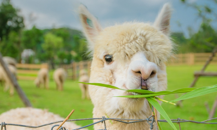 Image 1: Alpaca Walk and Farm Entry

