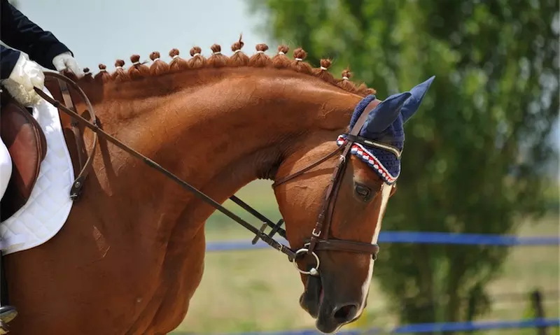 3 lezioni di equitazione con istruttore federale da Centro Ippico Sportivo La Botte (sconto fino a 75%) - Primary Image