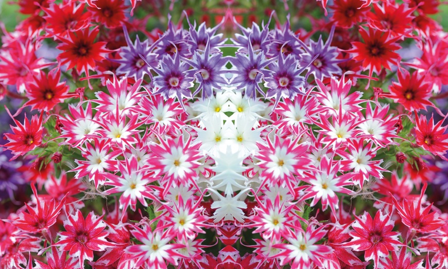 Image 5: Phlox Pop Stars Mixed Plants