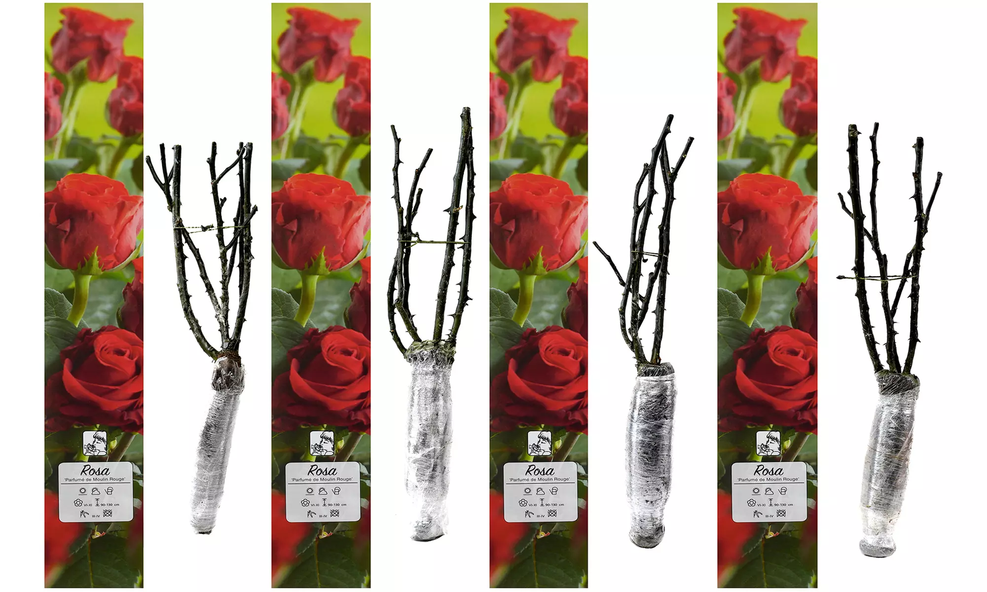 4er-Set großblütige Duftrosen