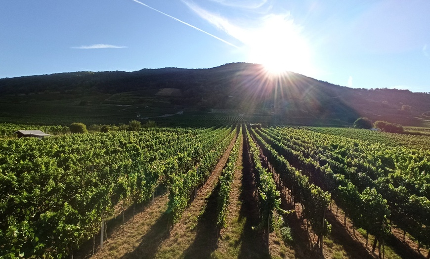 Image 3: 6er / 8er Weinprobe + 1 Edelbrand/Likör opt. inkl. Weinbergführung