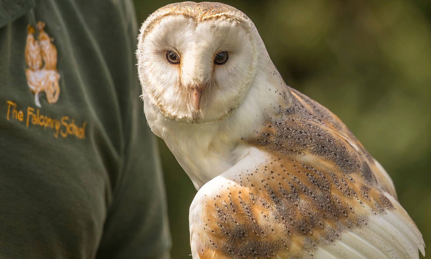 Up to 60% Off on Falconry - Recreational at The Falconry School