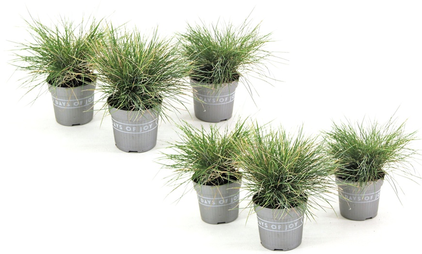 Image 6: Planta Festuca Glauca