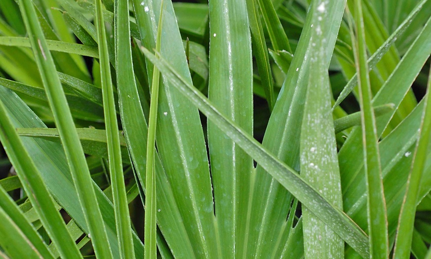 Image 3: Dwarf Fan Palm 'Chamaerops Humilis Vulcano' - 1 or 2 Potted Plants