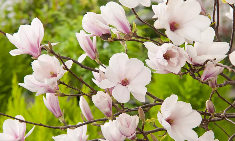 Assortiment de 3 ou 6 plants de magnolias 'Soulangeana', 'Susan'et 'Stellata', livrés en pot - Primary Image