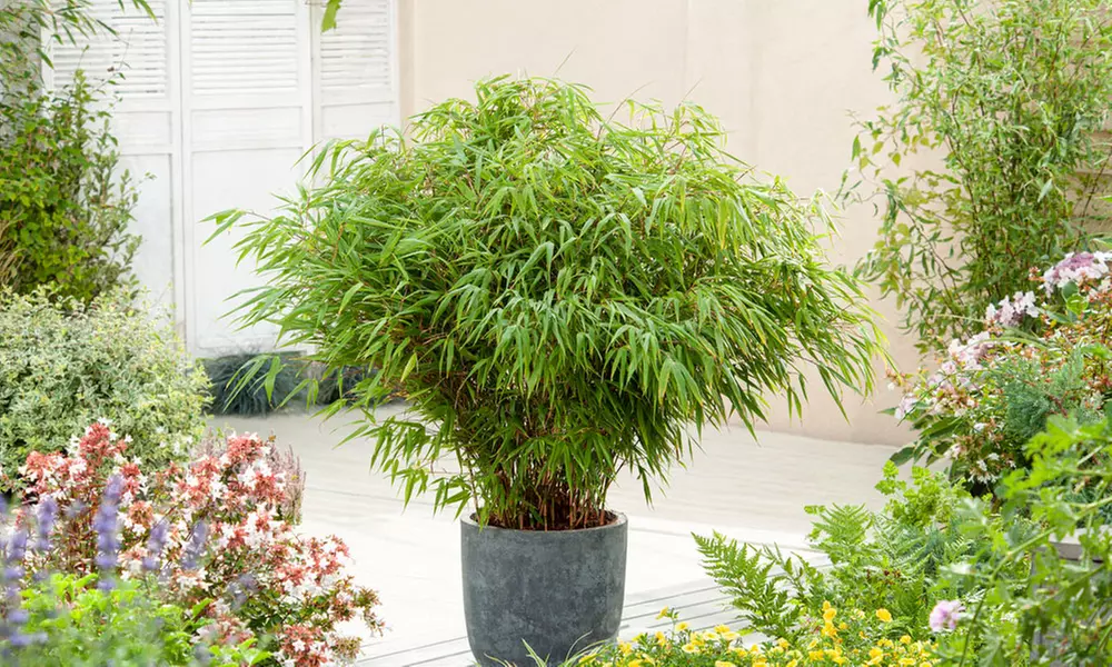 6x nicht invasiver Schirmbambus (Fargesia Rufa) - Primary Image