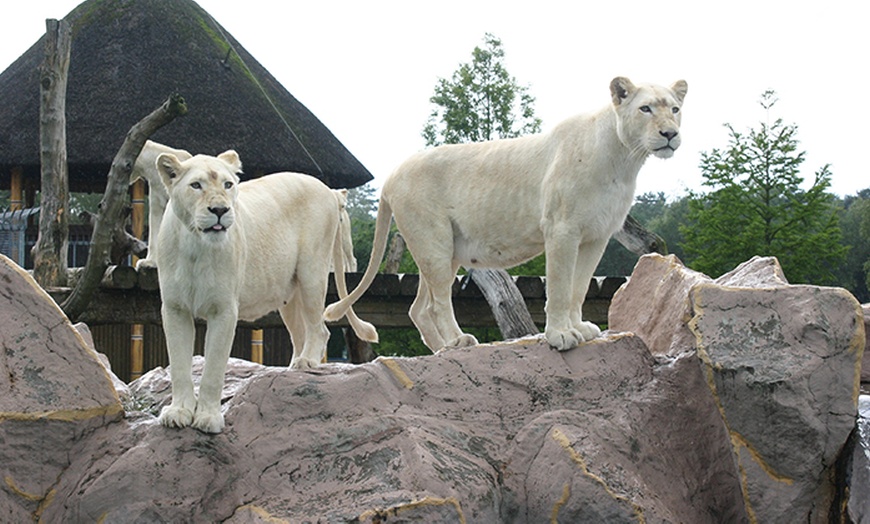 Image 12: 1 Ticket für den Safaripark