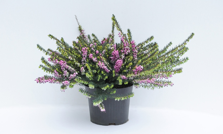 Image 7: Evergreen Heather Collection