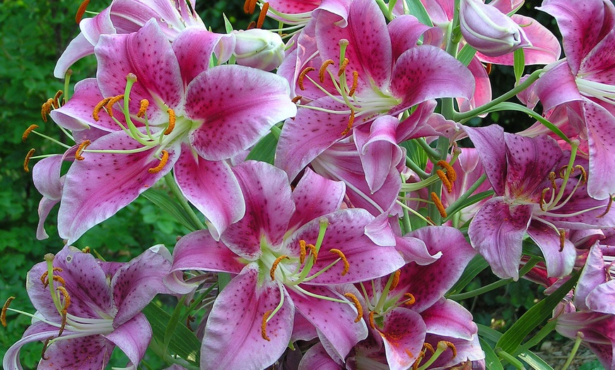 Dwarf Oriental Lily Bulbs | Groupon Goods