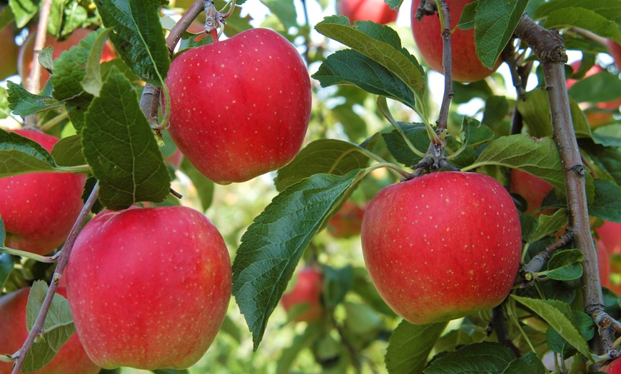 Image 3: Mixed Pillar Apple Trees