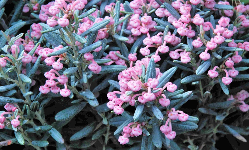 Image 3: Two Andromeda Polifolia Blue Ice