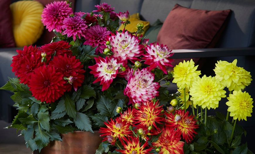 Image 4: Six 9cm Pots of Dahlia Maggiore Collection