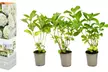 Lot de 3 ou 6 plants de Hydrangea Macrophylla, coloris au choix - Second Medium