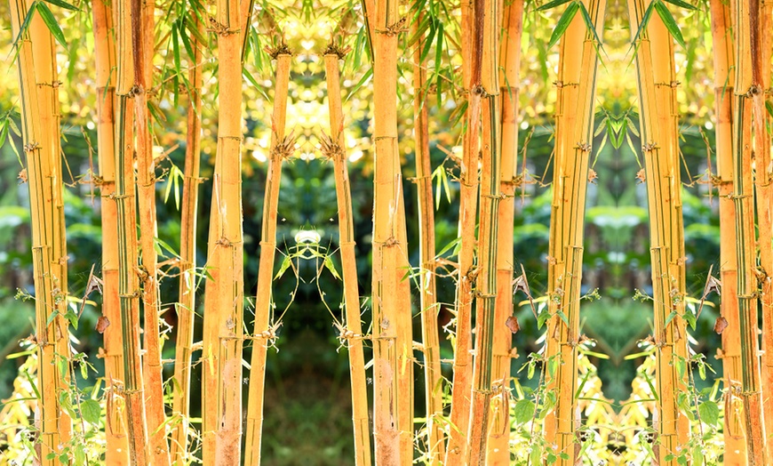 Image 4: Potted Bamboo Plants in 3-litre Pots