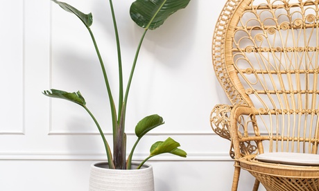 Pianta Strelitzia Nicolai XXL con vaso