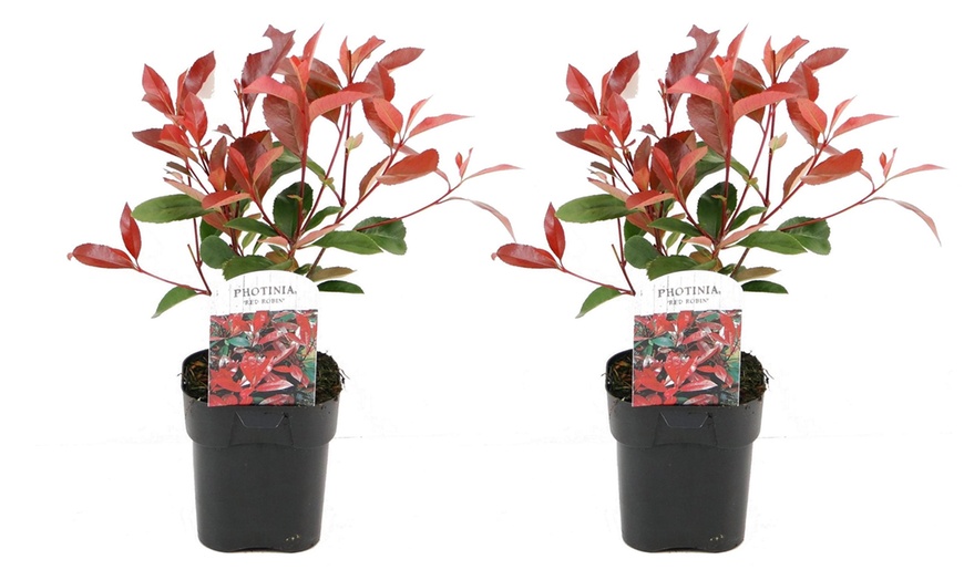 Image 5: Lot de 2 plantes Photinia 'Red Robin'