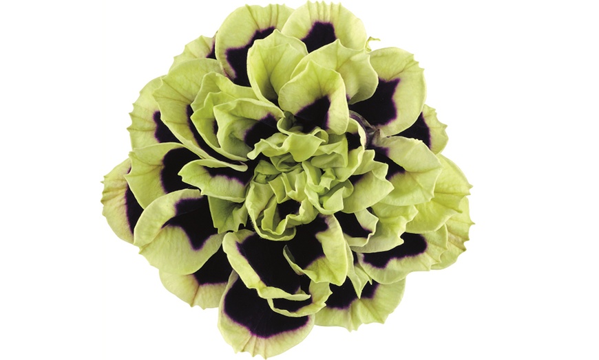 Image 13: Petunia Mystical Midnight Gold - 5 or 10 Plants