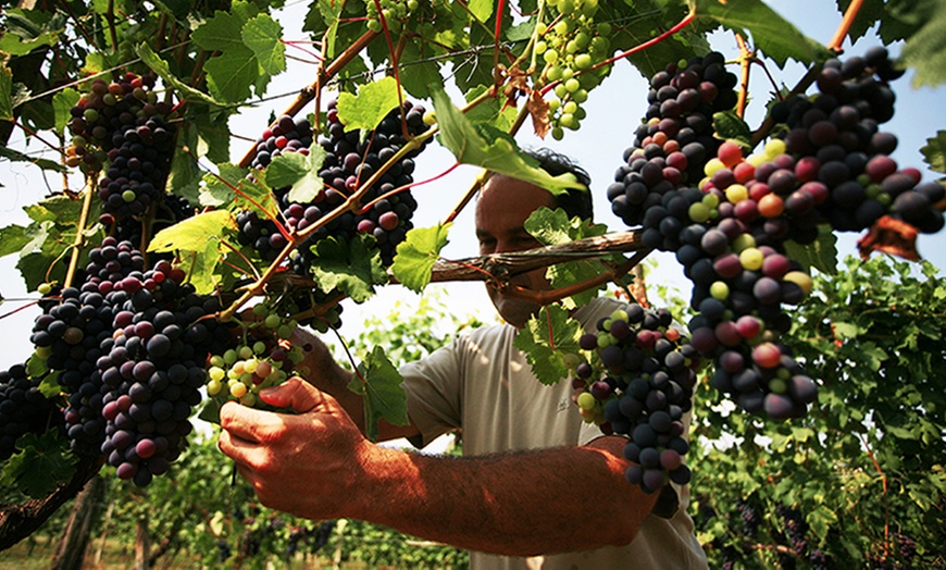 Image 1: Tour cantine e assaggio di vini da Vite Colte