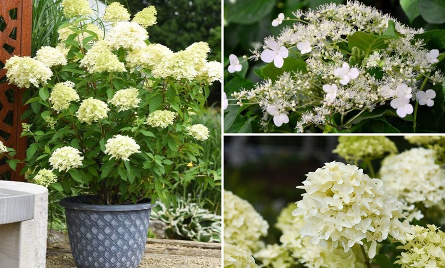 Image 1: Upto Three Mixed Potted White Hydrangea Varieties