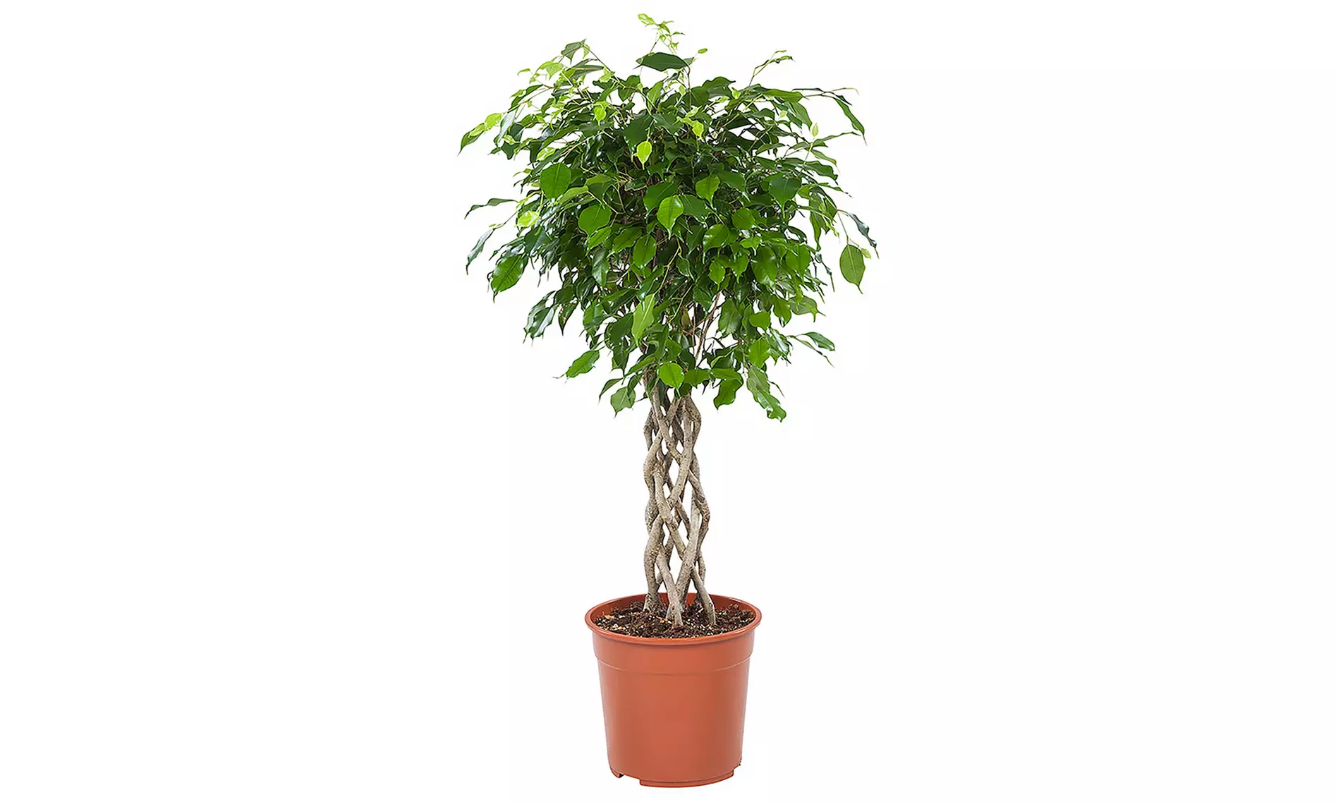 1 Ficus Exotica tige tressé, 100cm à la livraison pot inclus - Primary Image