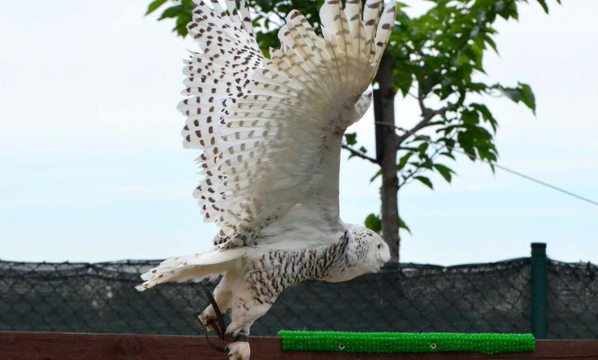 Image 9: Visita più dimostrazione di falconeria