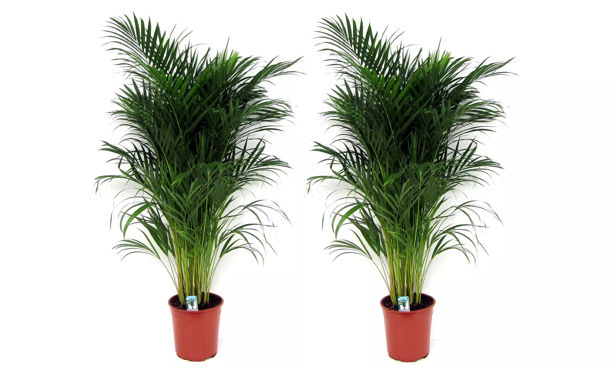 1 ou 2 palmiers Areca 100-120 cm, livrés en pot - Image 7