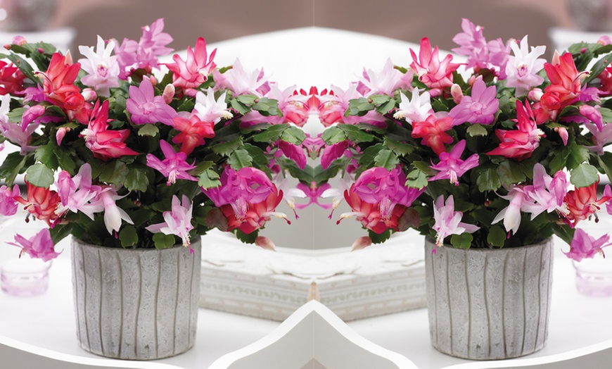 Image 1: Christmas Cactus Tricolor