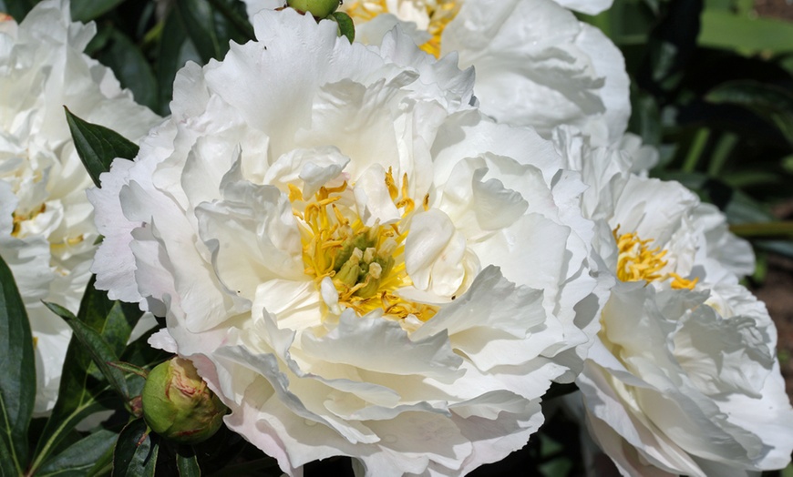 Image 9: Mixed Fragrant Garden Peony Plants