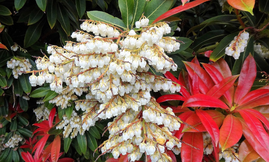 Image 4: Plante Pieris Japonica