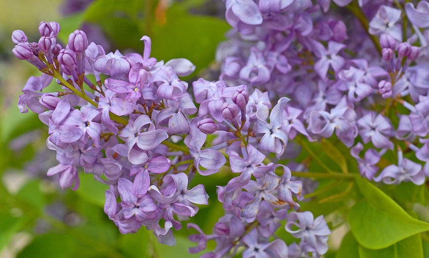 Image 5: Hardy Shrub Collection Plants